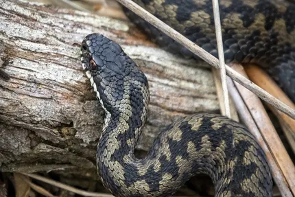 Mangrove snake