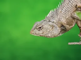 Rhino Iguana Baby