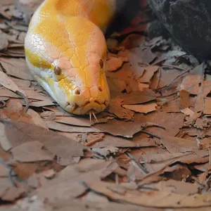 Yellow Ball Python