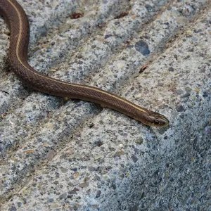 Garter Snakes