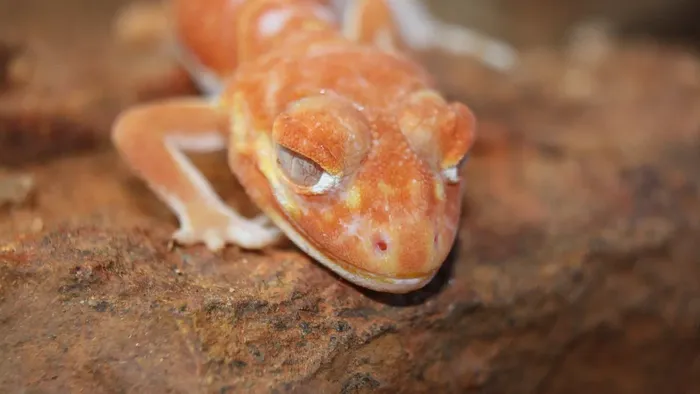 Red/Orange Stripe/Blotch Gargoyle Gecko