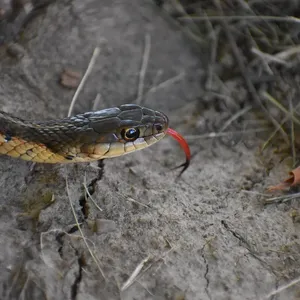 Garter Snakes