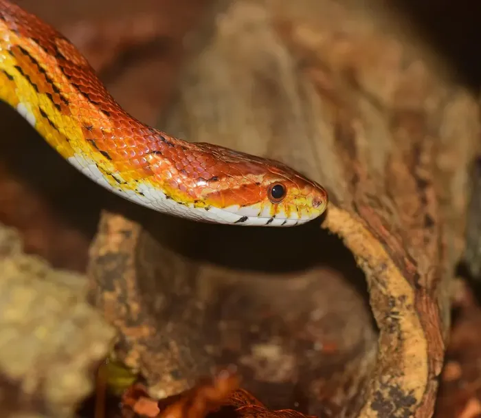 Blizzard Corn Snake Blizzard Corn Snake