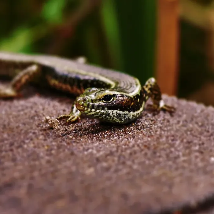 C.B. Baby Emerald Tree Skink