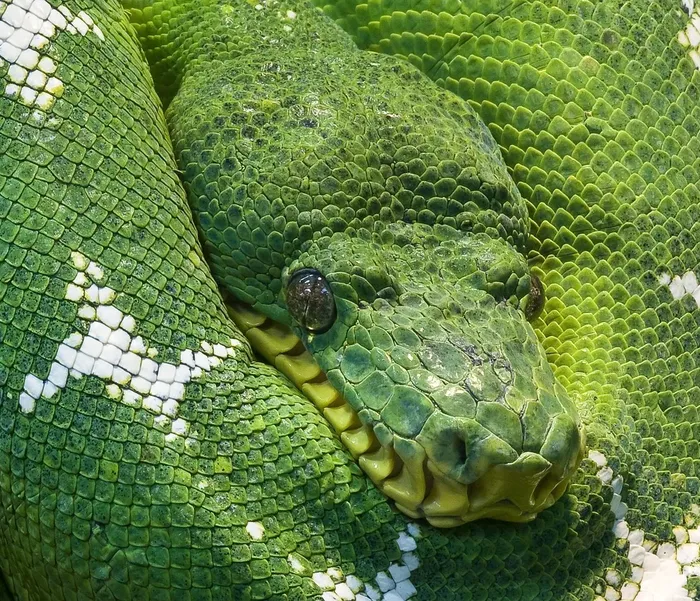 Tree Python