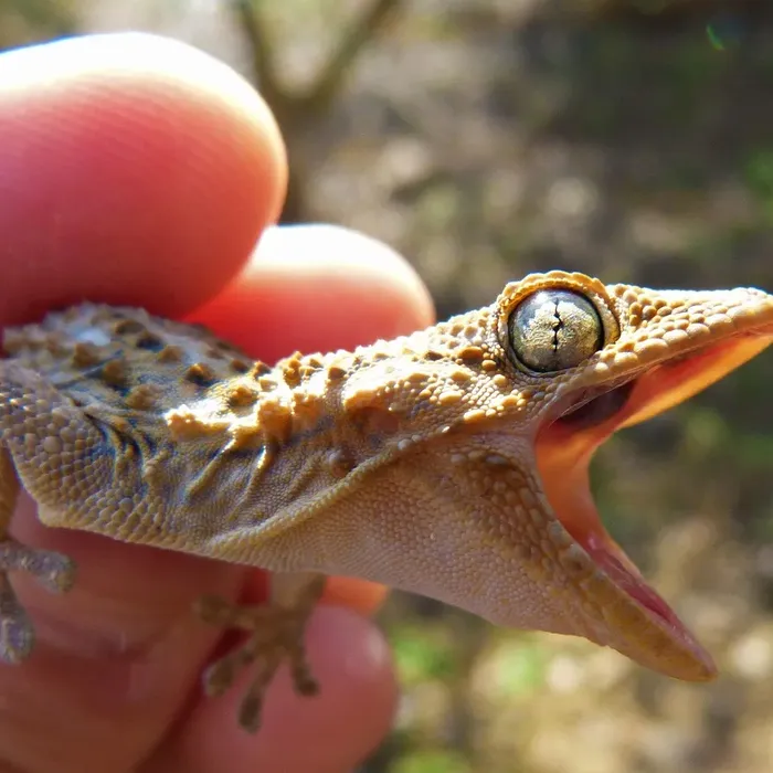 OG Tangerine Leopard Gecko Adult Female (#32323-03) OG Tangerine Leopard Gecko Adult Female (#32323-03)