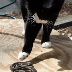 Garter Snakes