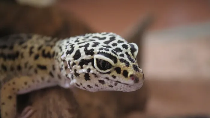 Ash Grey Leopard Gecko dry hide