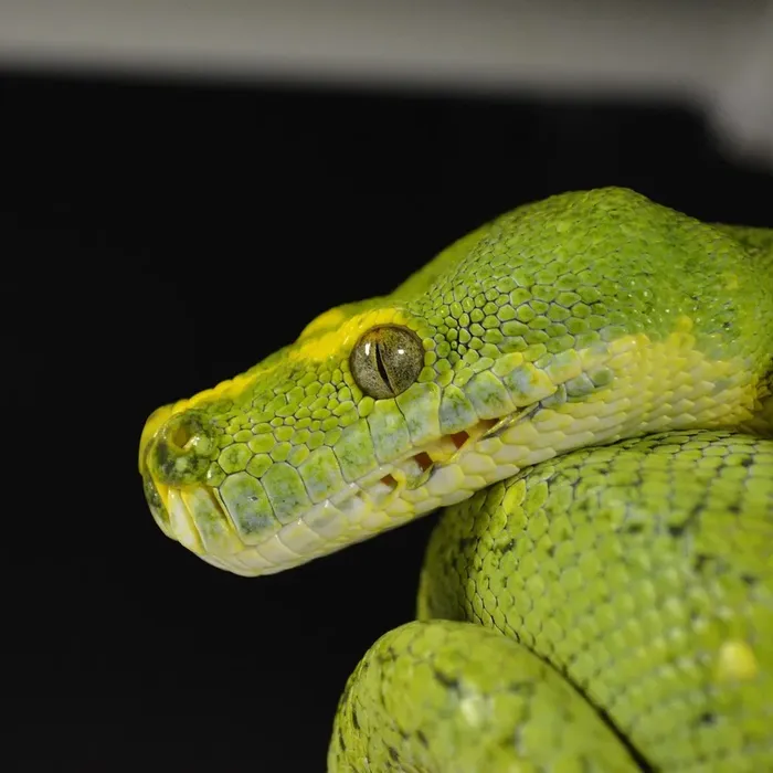 Female Super Pastel Het Puzzle Possible Het Clown Ball Python