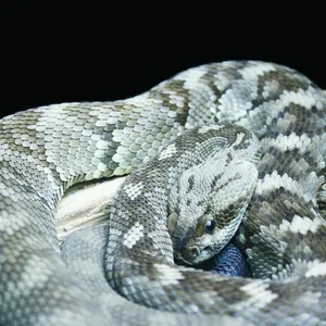 Gaboon viper snake