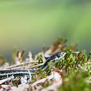 Garter Snakes