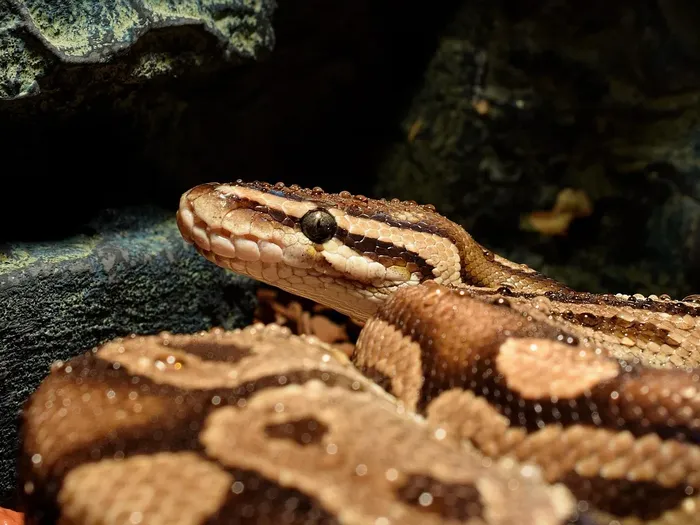 Female Adult Ball Python