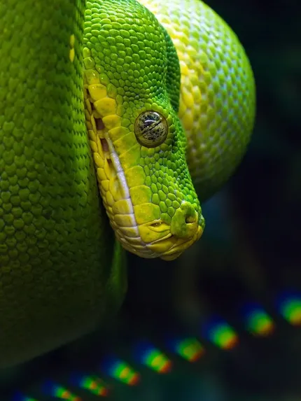 Green tree python