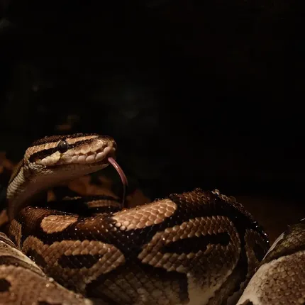 Male Black Head Lesser Ball Python