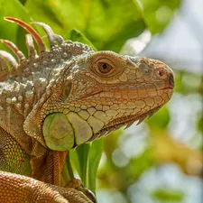 Rhino Iguana Baby