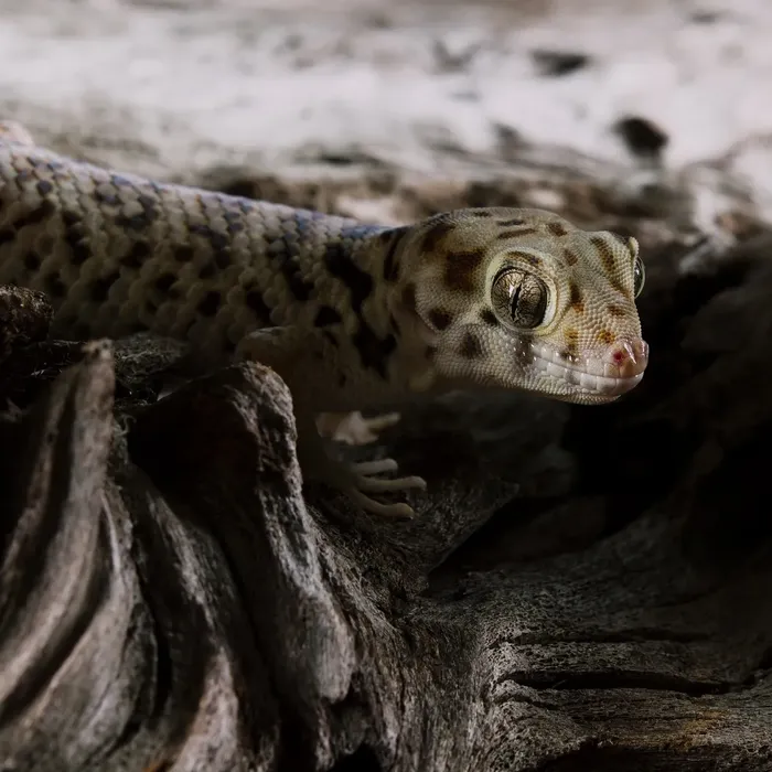 Bold Eclipse Leopard Gecko Adult Female