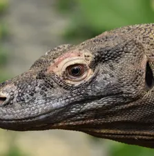 Blue Tail Monitor