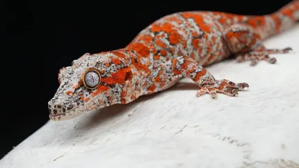 Red/Orange Stripe/Blotch Gargoyle Gecko