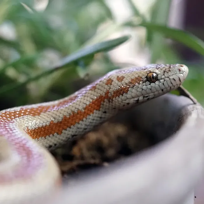 Rosy Boa Rosy Boa