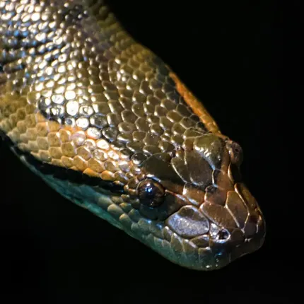 Black Ball Python