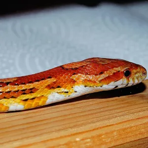Blizzard Corn Snake