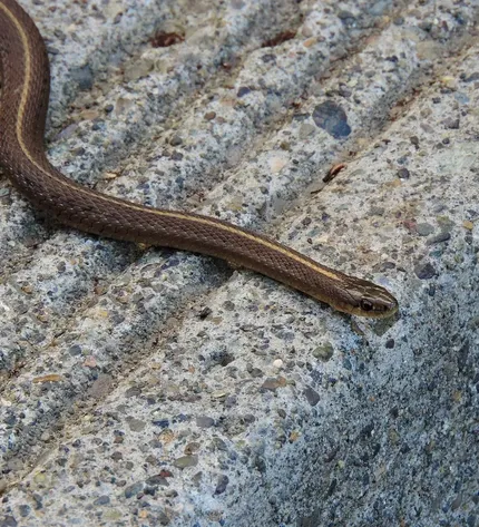 California red sided garter snake