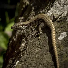 Sailfin Dragon (Hydrosaurus microlophus)
