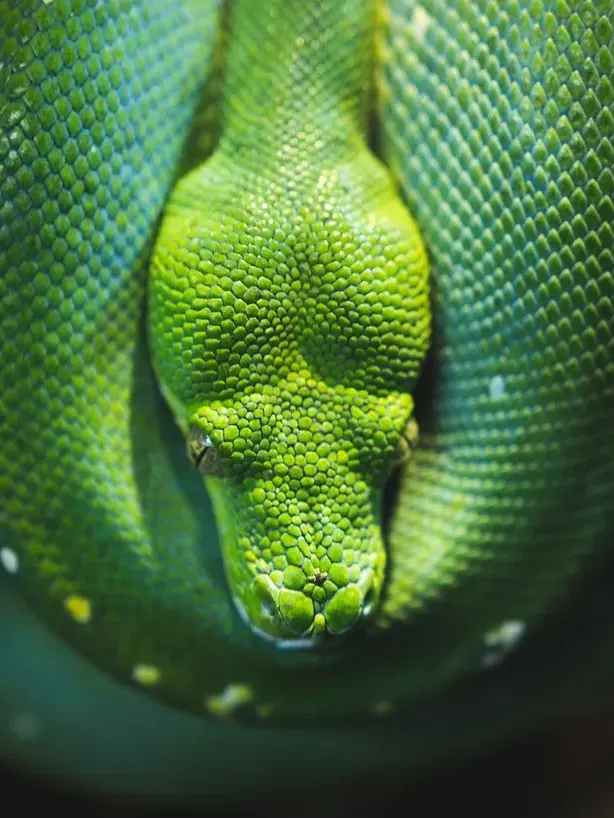 Honduran Milk Snake