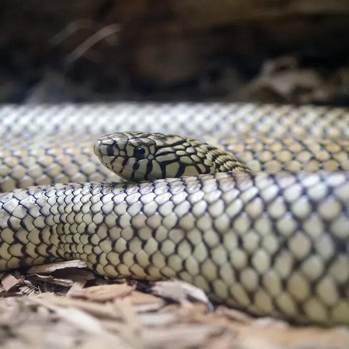 California Kingsnake