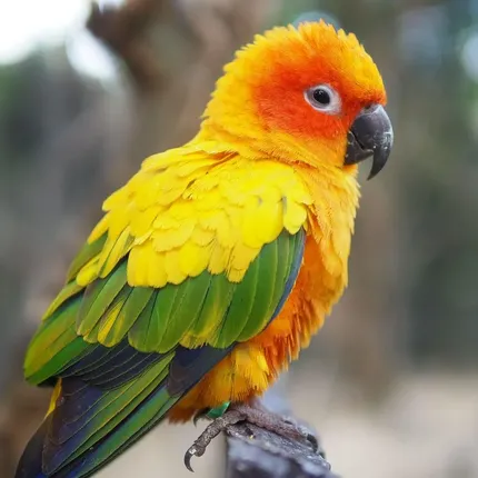 Sun conure