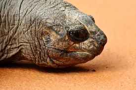 Desert Ornate Box Turtle