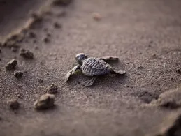 Snake Neck Turtle Baby