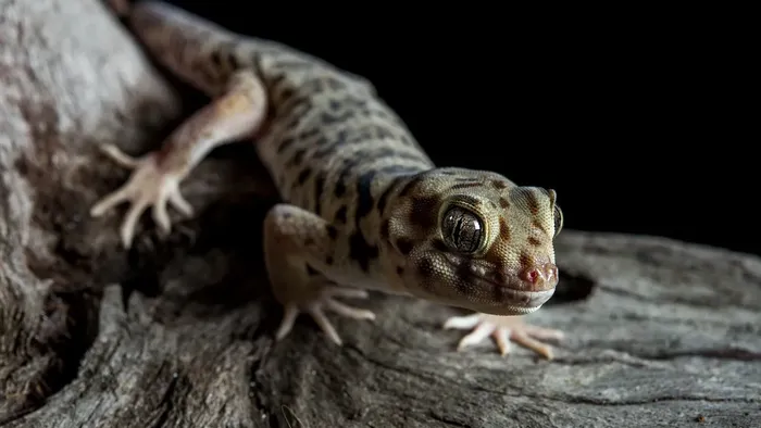 Sky Blue Leopard Gecko humid hide, dry hide, food bowl, calcium & water dish combo