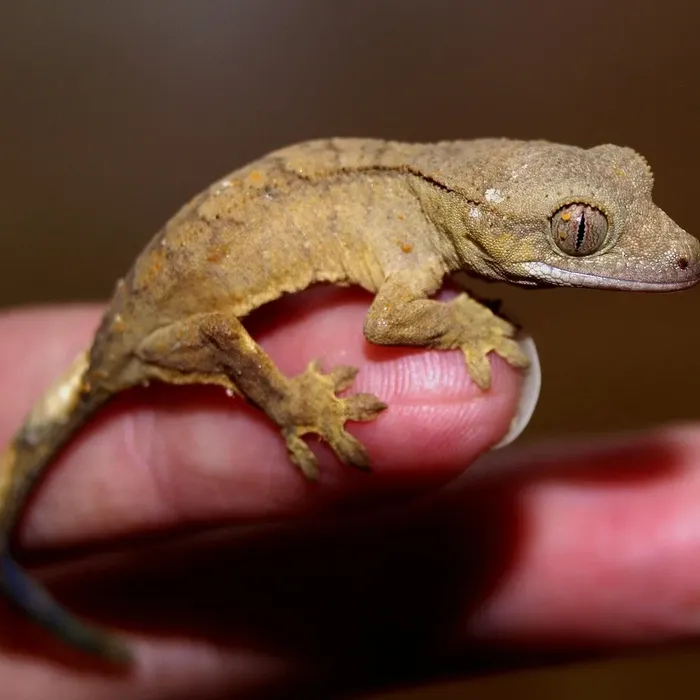 Mandarin Inferno 100% Het Tremper Albino