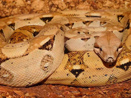 Kenyan Sand Boa