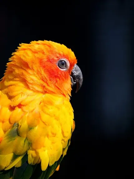 Indian Ringneck parakeet