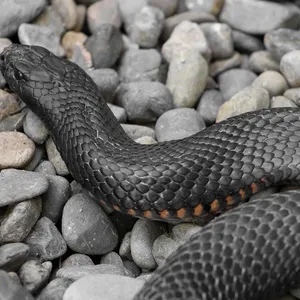 Western Hognose Snake