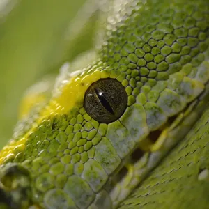 Green tree python
