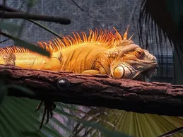Lewisi Hybrid Iguana