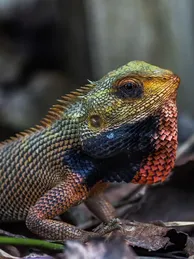 Yellow Nigerian Uromastyx