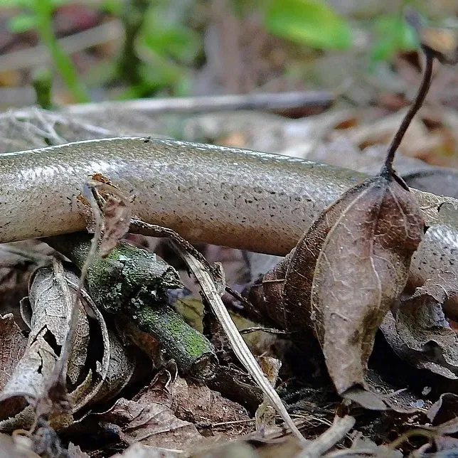 Male 100% Het Puzzle Possible Yellow Belly Male 100% Het Puzzle Possible Yellow Belly