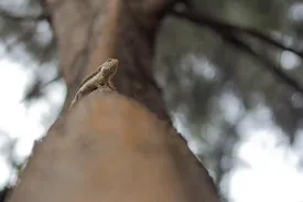 Albino Green Iguana Juvenile
