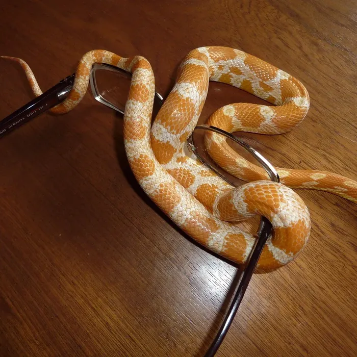 Lavender Corn Snakes