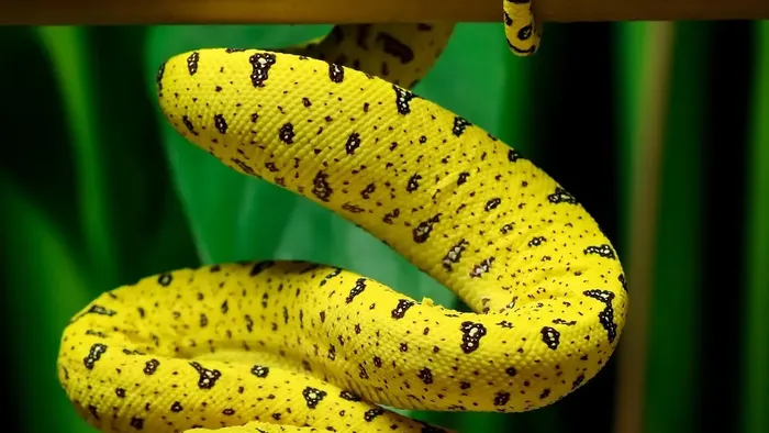 Female Super Pastel Enchi Het Clown Ball Python