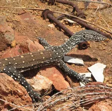 Black Dragon Water Monitor