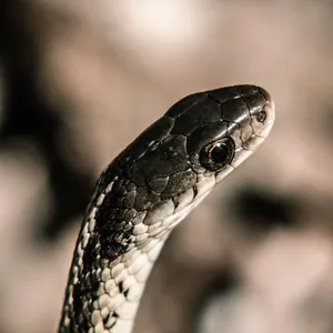 Garter Snakes