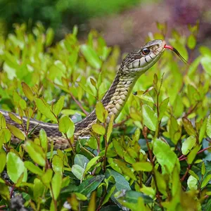 Garter Snakes