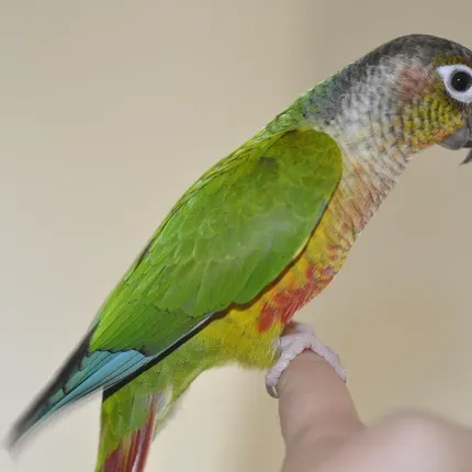 Green cheek conure - Yellowsided