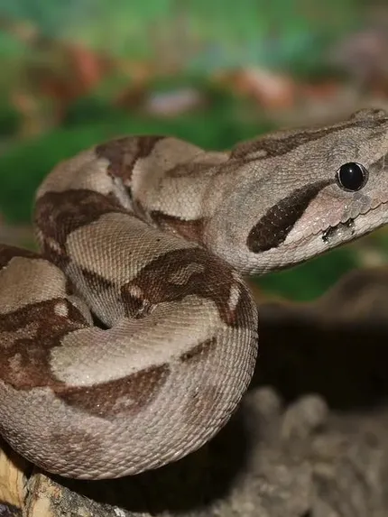 Red Tail Boa