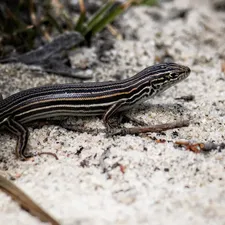 Caramel Northern Blue Tongue Skink Baby